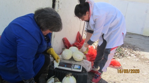 The process of checking the cabbage varieties after long-term storage