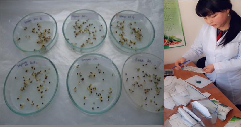 Testing of the white cabbage seeds