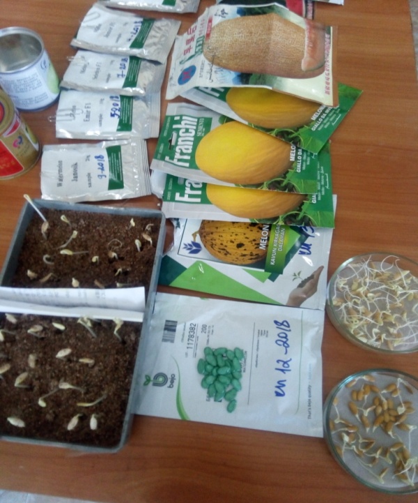 Preparation of melon seeds 