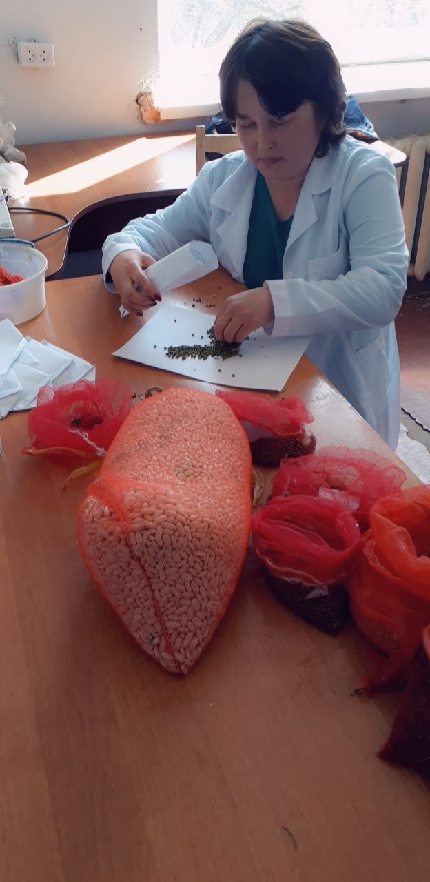 Preparation of legume seeds