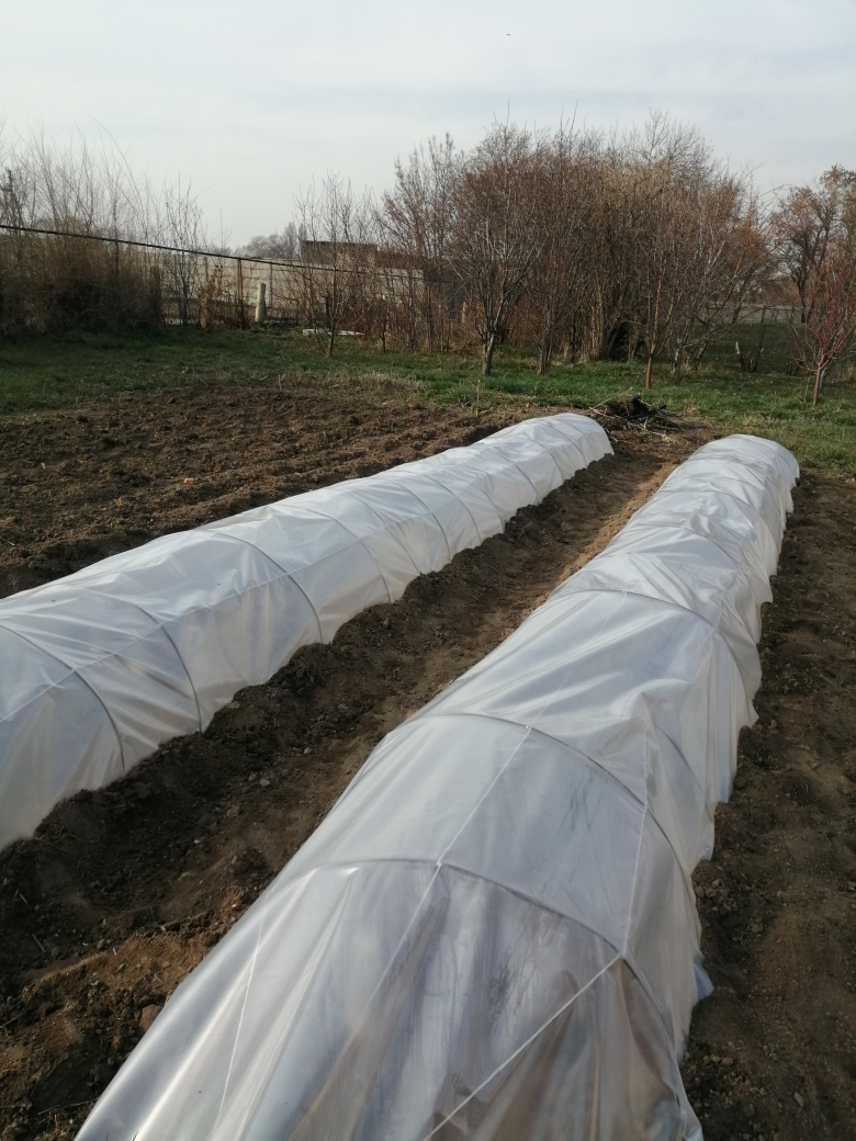 Growing vegetable seeds under film shelter