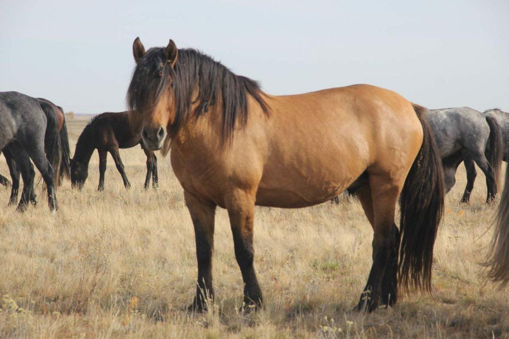 Мугалжарская лошадь
